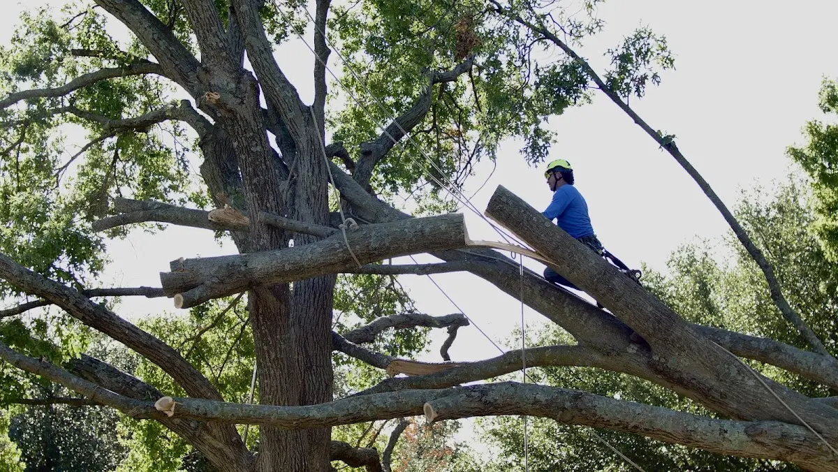 Professional Crown Thinning performed by certified arborists in Leonardo