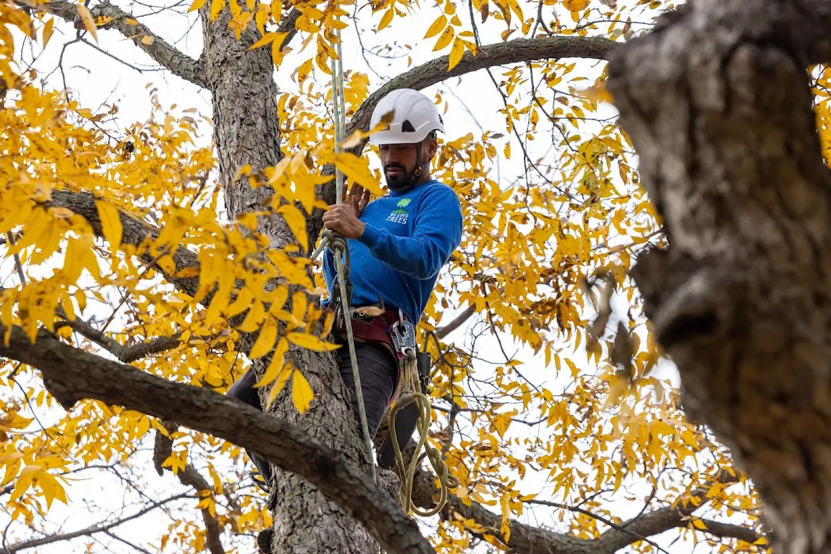 Skilled Tree Pruning crew working in Leonardo