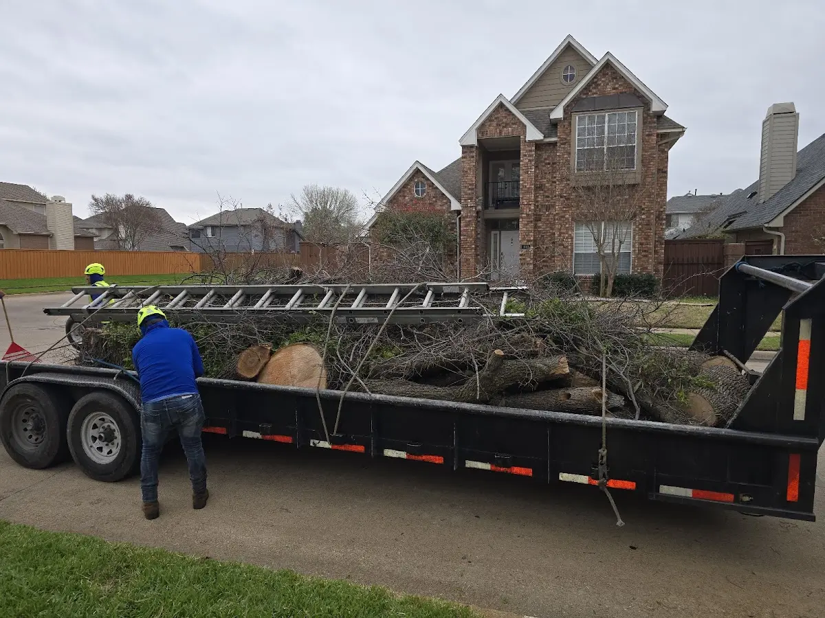 Expert Tree Removal with proper safety equipment in Leonardo